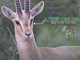 החברה-להגנת-הטב- סרטון בהפקת וידאו הד